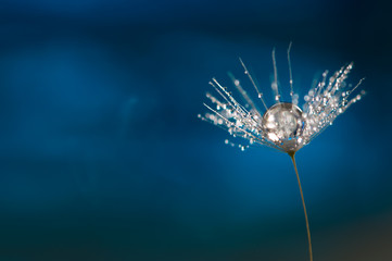 Dandelion with a drop of water. A beautiful macro seed of a dandelion on a blue background. Abstract macro.