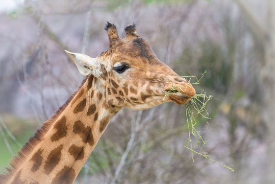     Giraffe, funny face eating grass 
