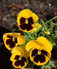 Yellow heartsease.