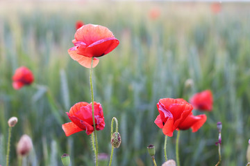 Obraz premium Red poppies on a green lawn