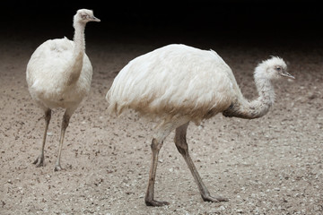 Greater rhea (Rhea americana). White leucistic form.