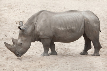 Fototapeta premium Southern white rhinoceros (Ceratotherium simum simum).