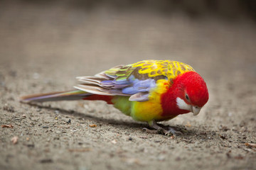 Eastern rosella (Platycercus eximius).