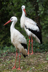 White stork (Ciconia ciconia).