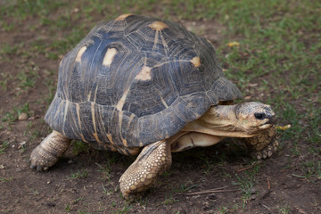 Obraz premium Żółw promienisty (Astrochelys radiata).