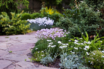 Armeria maritima (Sea thrift) pink flowers blossoming in the garden. Selective focus.