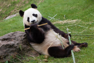 Giant panda (Ailuropoda melanoleuca).