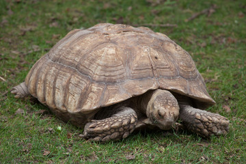 African spurred tortoise (Centrochelys sulcata)