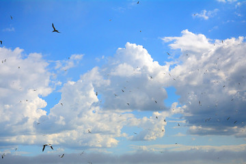 Fototapeta premium Northern gannets, Bass Rock, Scotland
