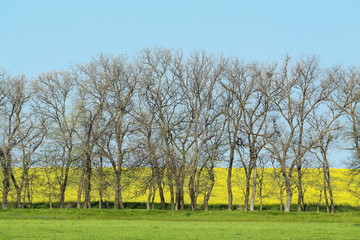 Obraz premium Drzewa bez liści wczesną wiosną na tle kwitnącego rzepaku, rzepaku, żółtego pola rzepaku, zielonej trawy i błękitnego nieba