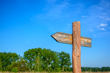 Pointer against the background of the forest and sky