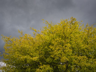 Fototapeta premium Tree Against Overcast Sky