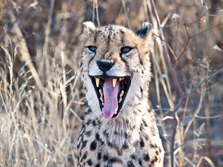 Gepard