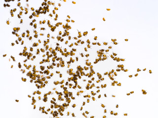 Many little spiderlings on white background. Young baby spiders floating above the ground.