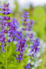 Blooming sage in herbal garden.