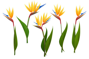Strelitzia exotic flowers