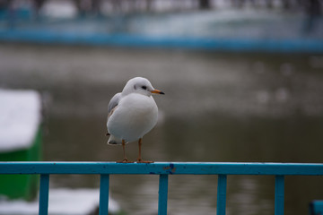 seagull
