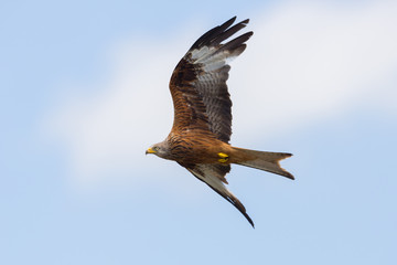 flying red kite (milvus milvus) with blue sky and cloud