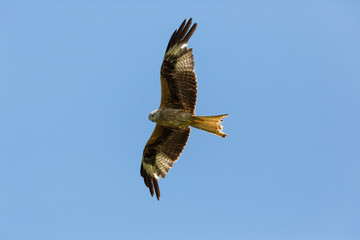 flying red kite (milvus milvus) with blue sky