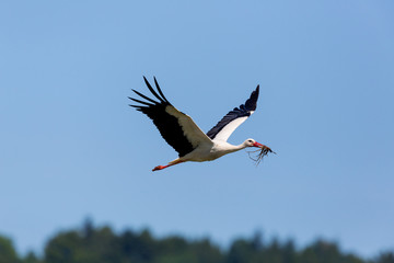 white stork (Ciconia ciconia) flying in blue sky with nesting material