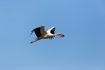 white stork (Ciconia ciconia) flying in blue sky with nesting material