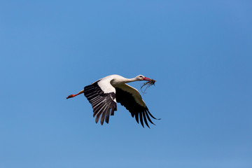 white stork (Ciconia ciconia) flying in blue sky with nesting material