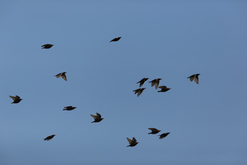 many starlings (Sturnus vulgaris) flying in blue sky