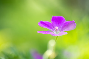 Fototapeta premium Field geranium pink. Small pink flowers in the meadow. Soft selective focus.