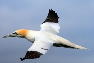 Northern gannet, Bass Rock, Scotland