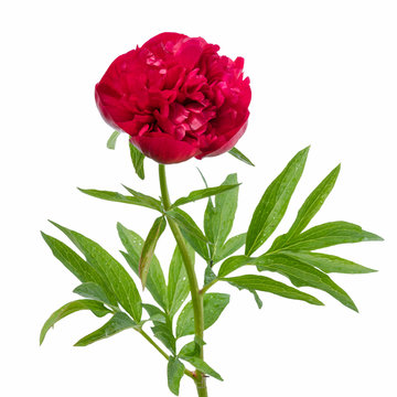 pink peony flower with leaves isolated on white white background