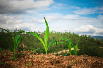 Corn Fields - Agriculture Photo Theme. Small Corn Plants.