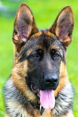 German shepherd puppy