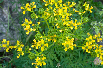 Summer yellow wild flowers