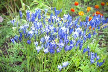 Blue gardening flowers in the park