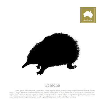 Black silhouette of echidna on a white background. Animals of Australia. Vector illustration