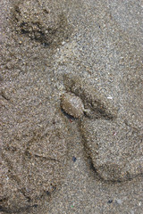 砂の上のキンセンガニ