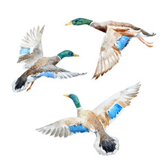 Vector set with watercolor ducks