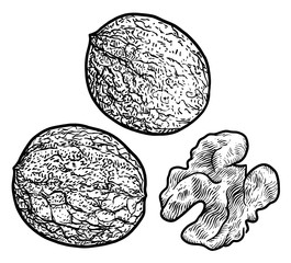 Walnut illustration, drawing, engraving, ink, line art, vector