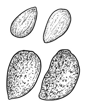 Almond illustration, drawing, engraving, ink, line art, vector