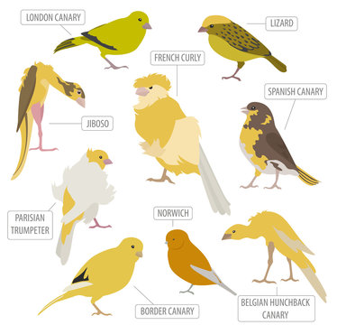 Canary Breeds Icon Set Flat Style Isolated On White. Pet Birds Collection. Create Own Infographic About Pets