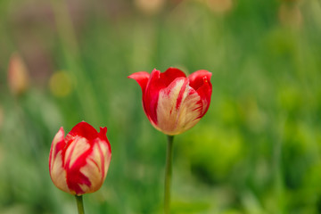 Obraz premium Red tulips. Spring landscape.