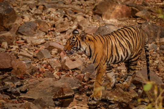 Tiger cub in the nature habitat. Tiger cub in the dark forest. Wildlife scene with danger animal. Hot summer in Rajasthan, India. Dry trees with beautiful indian tiger. Panthera tigris