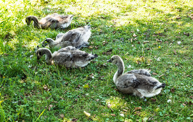 Kanadagans- Jungvögel