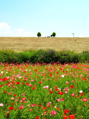ポピー咲く風景
