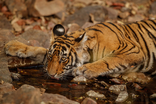 Tiger cub in the nature habitat. Tiger cub drinking water. Wildlife scene with danger animal. Hot summer in Rajasthan, India. Dry trees with beautiful indian tiger. Panthera tigris