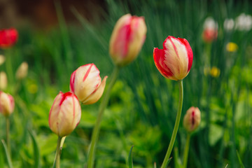 Red tulips. Spring landscape.