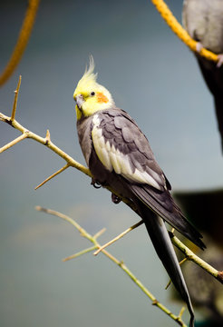 Corella parrot
