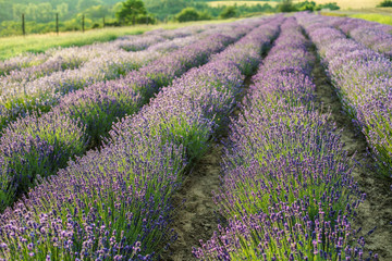 Naklejka premium Lavender field in sunlight. Beautiful image of lavender field. Lavender flower field, image for natural background.Very nice view of the lavender fields.