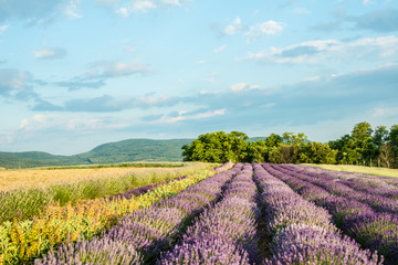 Fototapeta premium Lavender field in sunlight. Beautiful image of lavender field. Lavender flower field, image for natural background.Very nice view of the lavender fields.