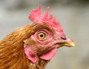 portrait of hen